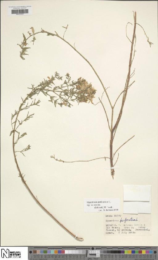 Hypericum perforatum L. - BM001204621