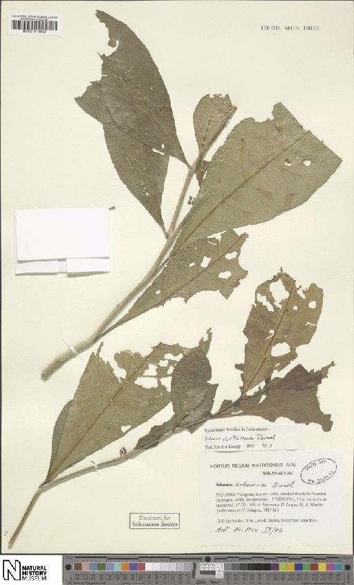Solanum arboreum Dunal - BM001016922