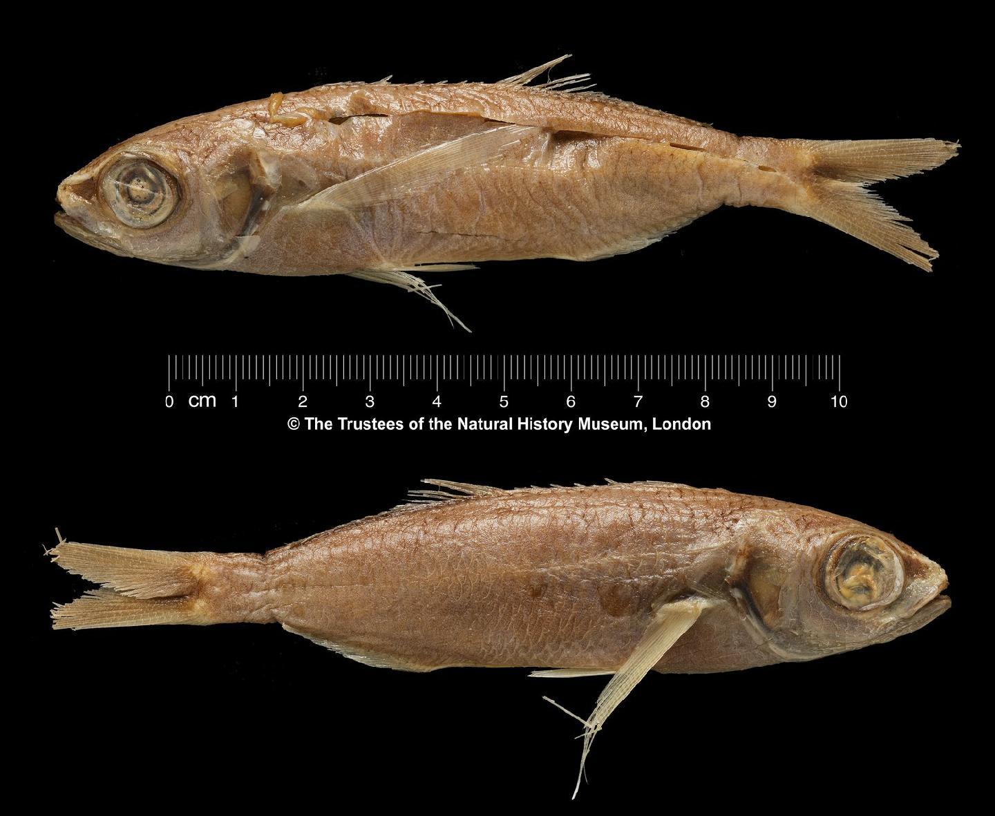 To NHMUK collection (Cubiceps pauciradiatus Günther, 1872; HOLOTYPE; NHMUK:ecatalogue:3103527)