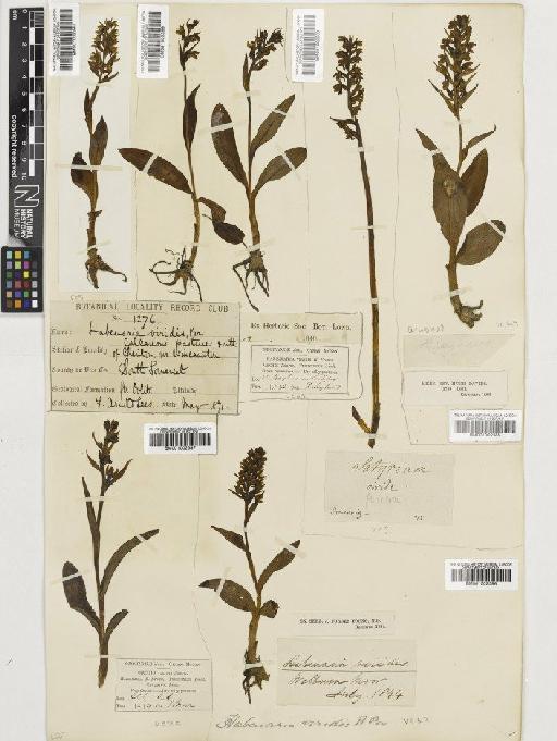 Coeloglossum viride (L.) Hartm. - BM001002389