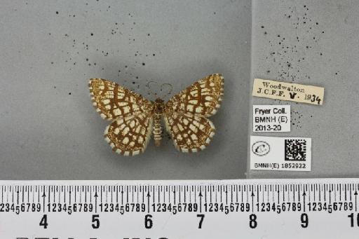 Chiasmia clathrata clathrata (Linnaeus, 1758) - BMNHE_1852922_424553