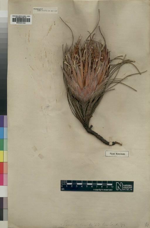 Protea lorea R.Br. - BM000910646