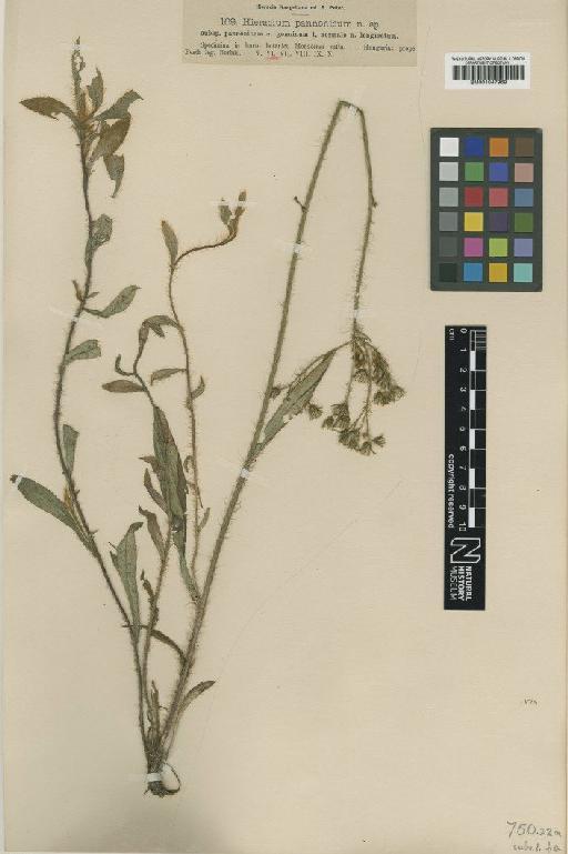Hieracium auriculoides var. genuinum Nägeli & Peter - BM001047969