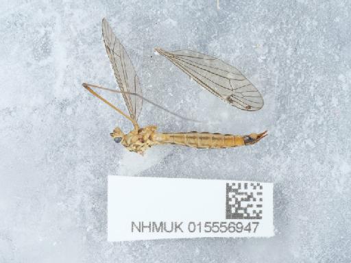 Nephrotoma cornicina (Linnaeus, 1758) - 015556947_2
