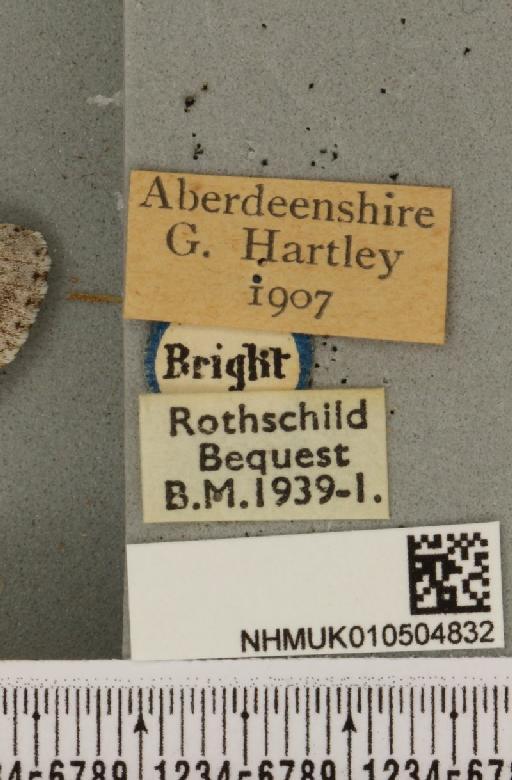 Acronicta menyanthidis scotica (Tutt, 1891) - NHMUK_010504832_label_562212