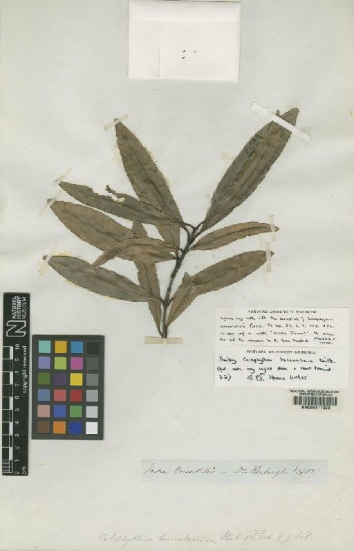 Calophyllum tacamahaca Willd. - BM000611328