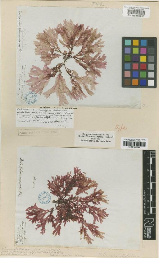 Schizoseris dichotoma (Hook.f. & Harv.) Kylin - BM000005097