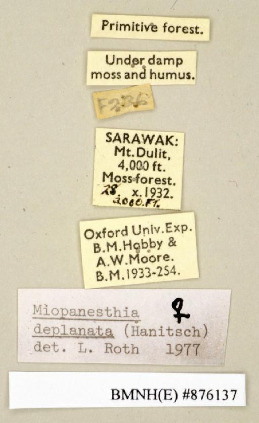 Miopanesthia deplanata (Hanitsch, 1923) - Miopanesthia deplanata Hanitsch, 1923, female, non type, labels. Photographer: Edward Baker. BMNH(E)#876137