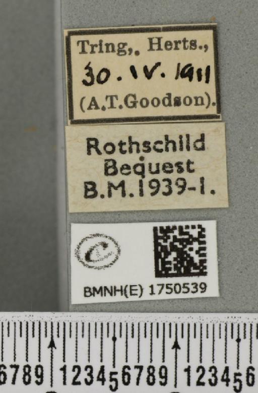 BMNHE_1750539_label_337960