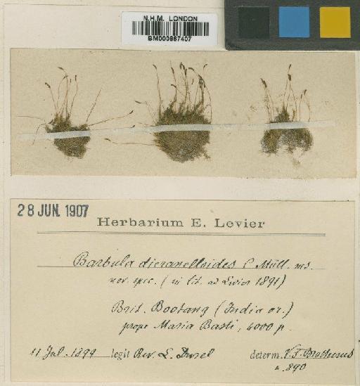 Barbula dicranelloides Müll.Hal. - BM000867407