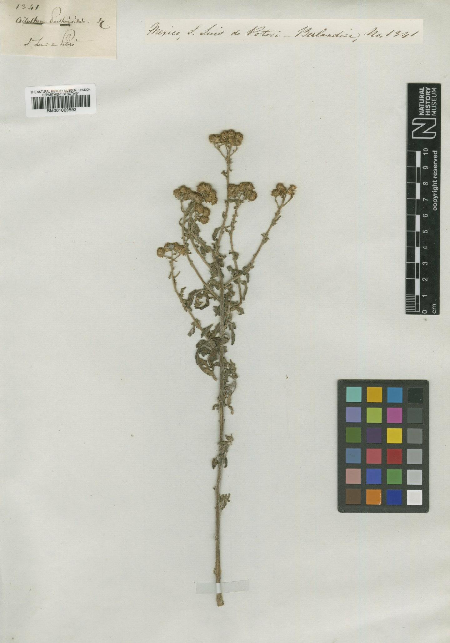 To NHMUK collection (Zaluzania triloba (Ortega) Pers.; Type; NHMUK:ecatalogue:616390)