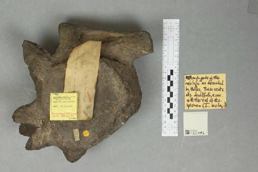 Iguanodon seelyi Hulke, 1882 - 010035155_L010094064