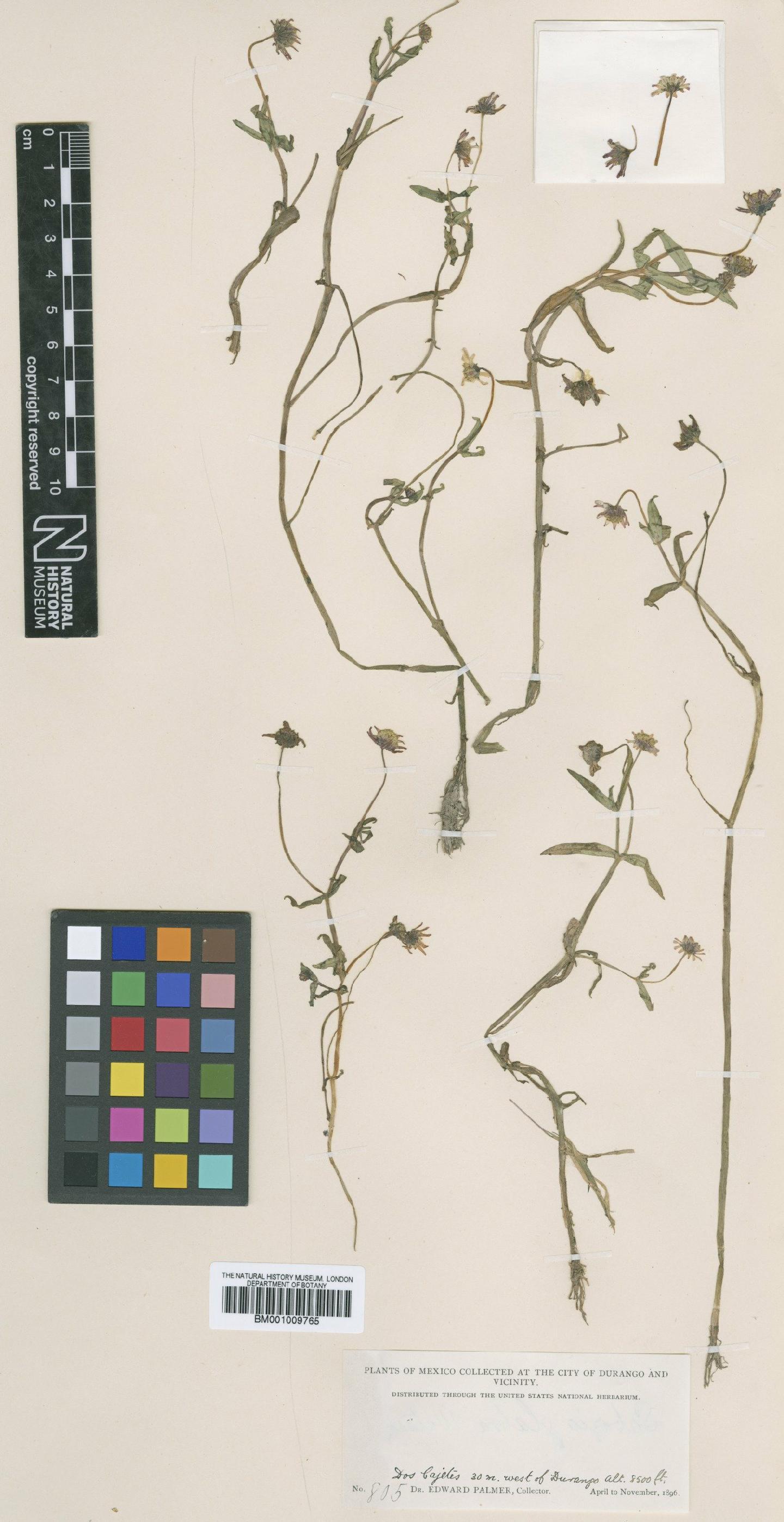 To NHMUK collection (Jaegeria glabra (S.Watson) B.L.Rob.; Type; NHMUK:ecatalogue:621233)
