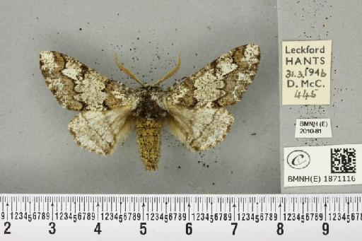 Biston strataria (Hufnagel, 1767) - BMNHE_1871116_a_461754