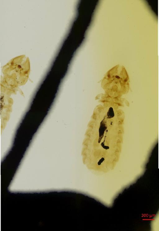 Traihoriella punjabensis Ansari, 1947 - 010670851__2017_07_31-Scene-1-ScanRegion0