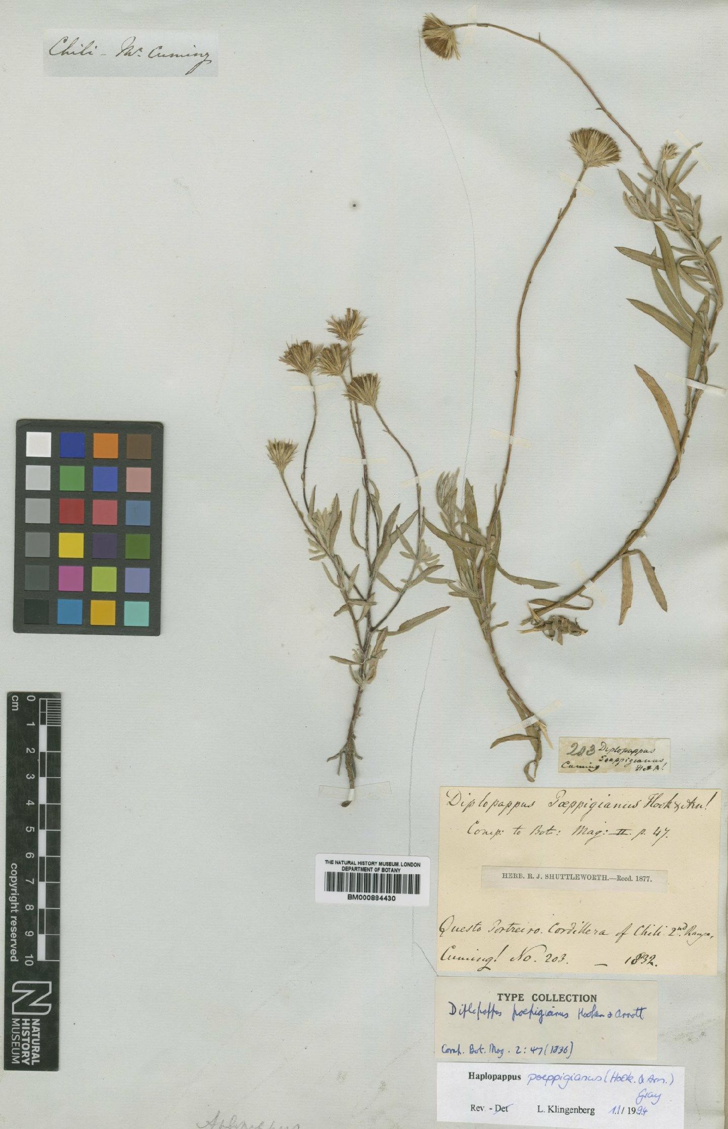 To NHMUK collection (Haplopappus poeppigianus (Hook. & Arn.) Gray; Isotype; NHMUK:ecatalogue:4994182)