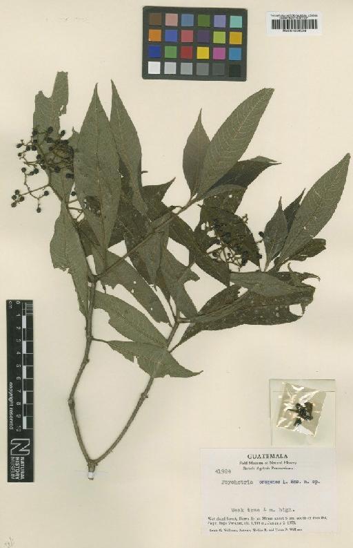 Psychotria galeottiana (M.Martens) C.M.Taylor & Lorence - BM001009024