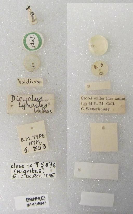 Dicyclus lynastes Walker, 1842 - Halticoptera lynastes (Walker, 1843) #1414641 Hym Type 5.853 labels