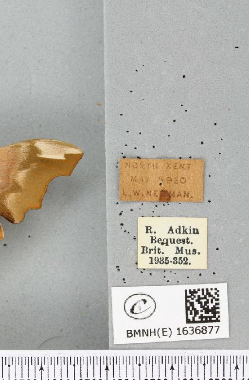 Mimas tiliae ab. brunea Bartel, 1900 - BMNHE_1636877_label_204162