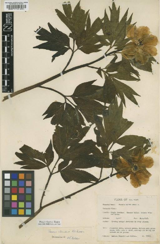 Paeonia sterniana H.R.Fletcher - BM000573765