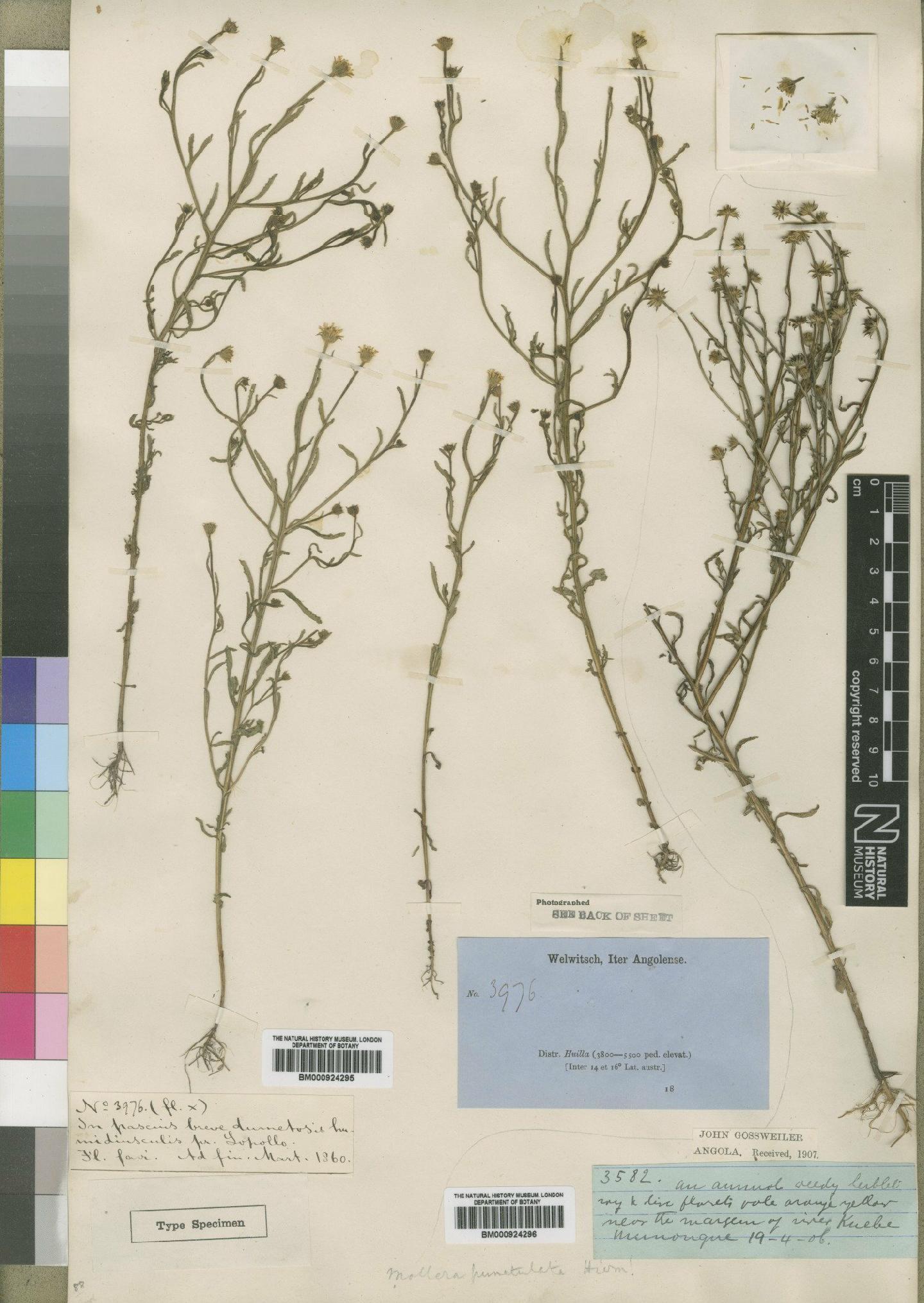 To NHMUK collection (Mollera punctulata Hiern; NHMUK:ecatalogue:4529324)