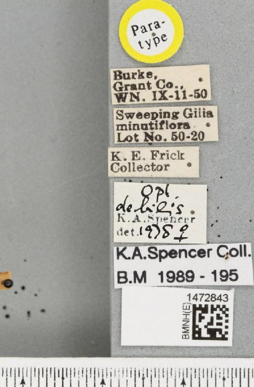 Ophiomyia debilis Spencer, 1981 - BMNHE_1472843_label_47299