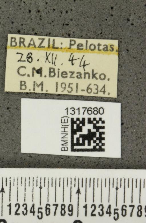 Calligrapha (Calligrapha) polyspila (Germar, 1821) - BMNHE_1317680_label_17415