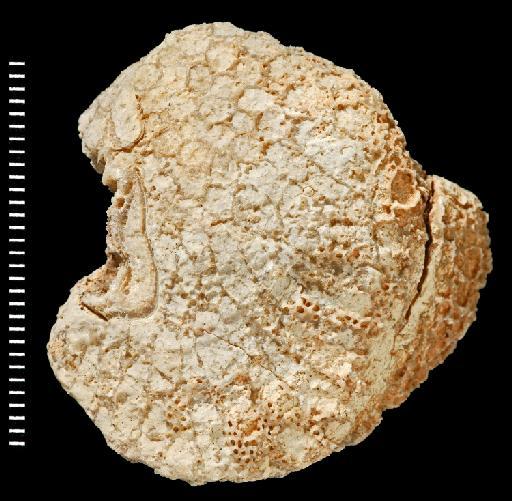 Alveopora tampae - Fossil Coral AZ3119