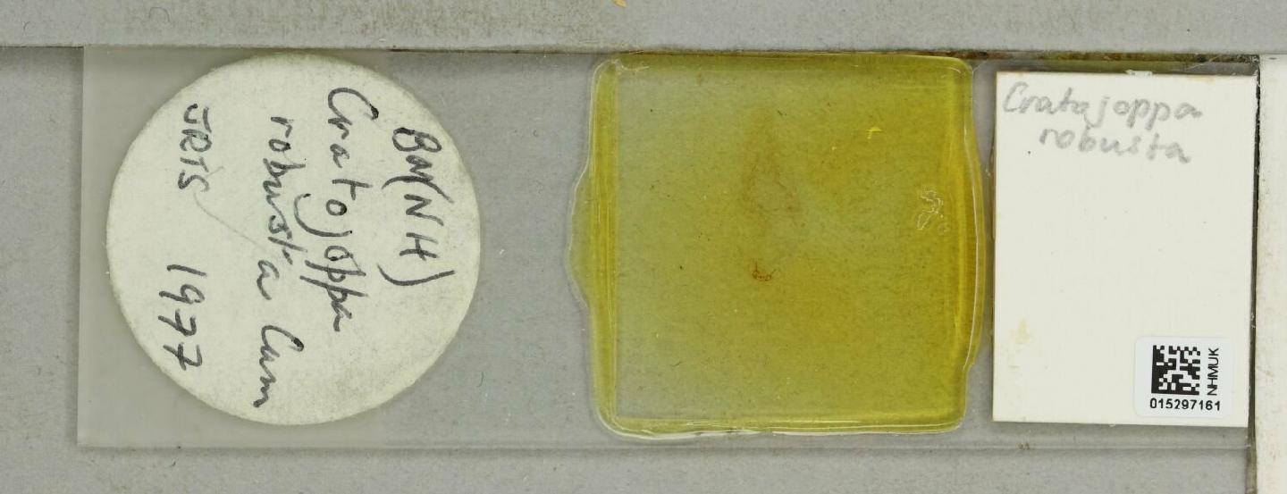 Cratojoppa robusta