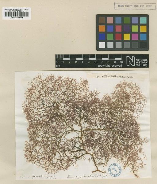 Helminthocladia densa (Harv.) F.Schmitz & Hauptfl. - BM001039149