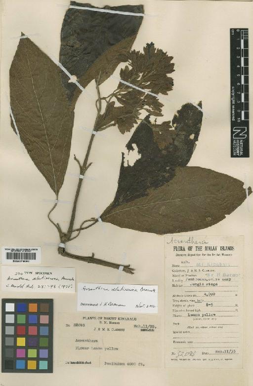 Acranthera velutinervia Bremek - BM000796360