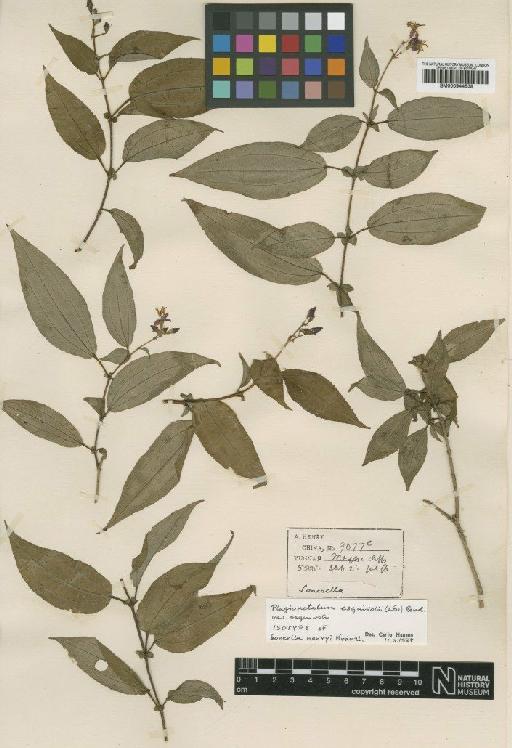 Plagiopetalum esquirolii var. esquirolii (H.Lév.) Rehder - BM000944538