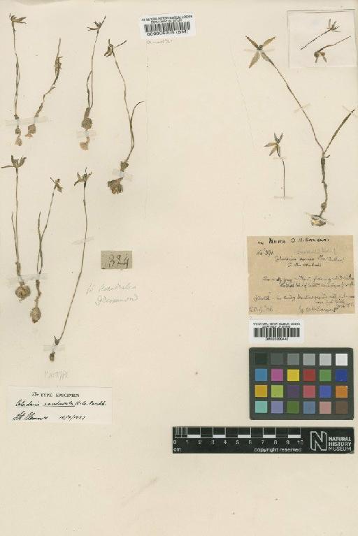 Caladenia saccharata Rchb.f. - BM000095305