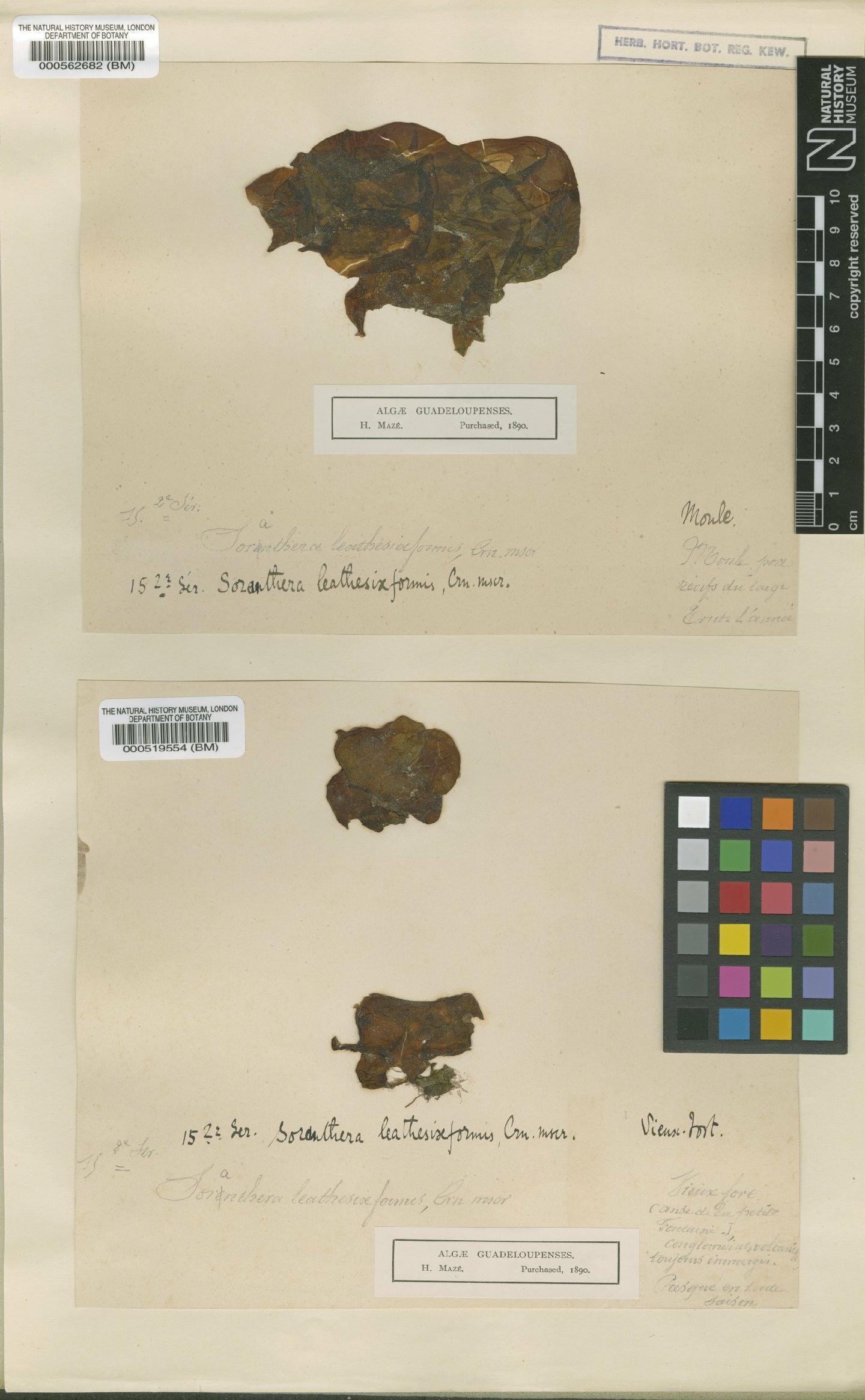 To NHMUK collection (Colpomenia sinuosa (Mert. ex Roth) Derb�s & Solier; Type; NHMUK:ecatalogue:4721882)