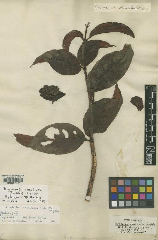 Drymonia coccinea (Aubl.) Wiehler - BM000645637