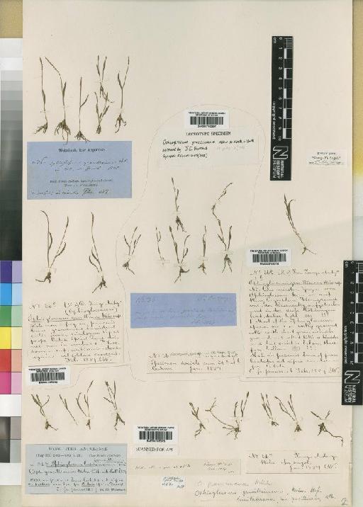 Ophioglossum gracillimum Welw. ex Hook. & Baker - BM000785297