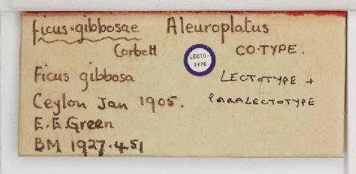 Aleuroplatus pectiniferus Quaintance & Baker, 1917 - 013476460_additional_1