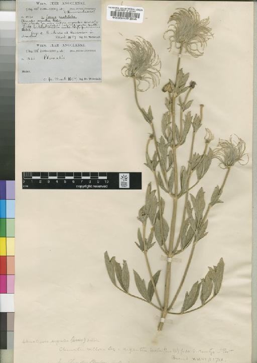 Clematopsis scabiosifolia (DC.) Hutch. - BM000559529