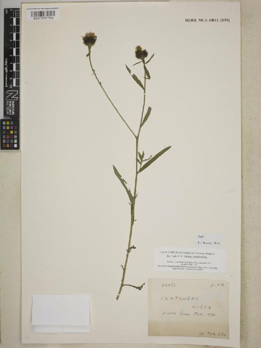 Centaurea nigra L. - BM013391764