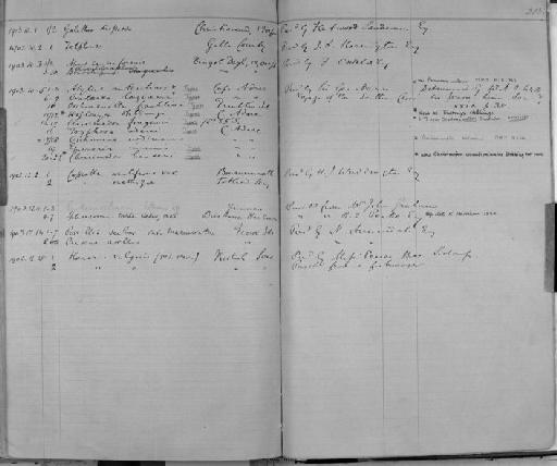 Atylus antarcticus parvorder Synopiidira - Zoology Accessions Register: Crustacea: 1876 - 1905: page 213