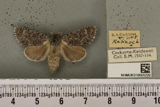 Acronicta cinerea ab. fasciata Hannemann, 1916 - NHMUK_010505220_562917