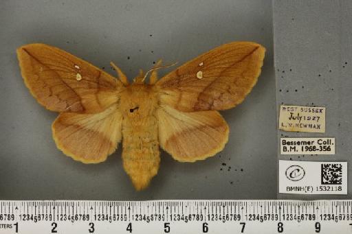 Euthrix potatoria (Linnaeus, 1758) - BMNHE_1532118_197593