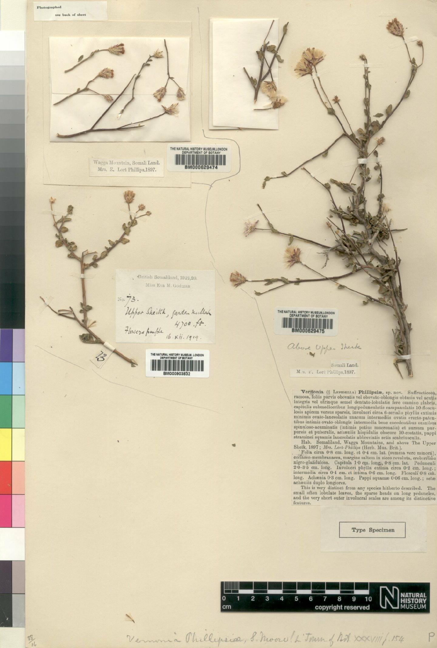 To NHMUK collection (Vernonia phillipsiae Moore; Syntype; NHMUK:ecatalogue:4528618)