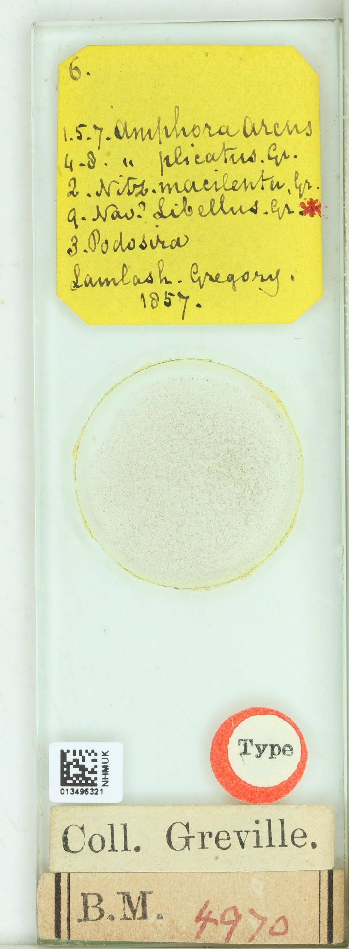 To NHMUK collection (Navicula libellus W.Greg.; Type; NHMUK:ecatalogue:4746280)