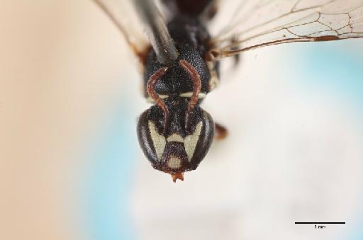 Hylaeus montanus (Nurse, 1903) - 014024277_face