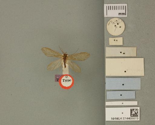 Rhyacophila denticulata McLachlan, 1879 - 014405070_labels_ventral