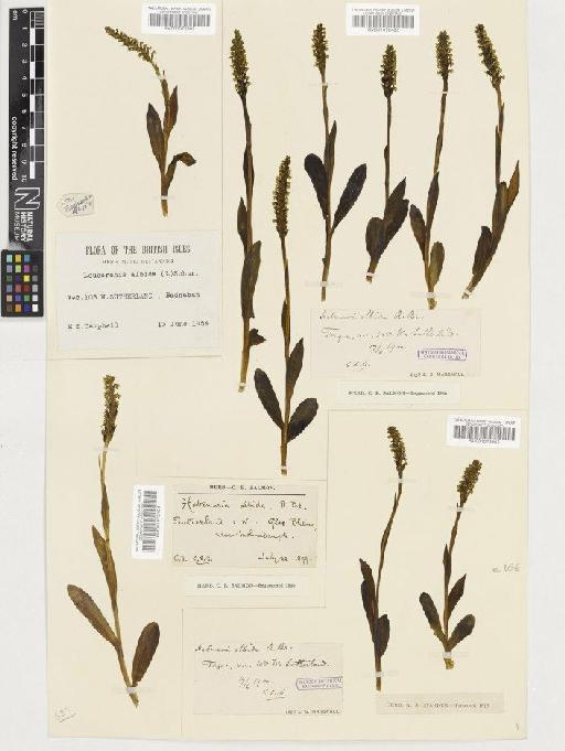 Pseudorchis albida (L.) Á.Löve & D.Löve - BM001072402