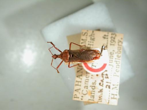 Caecina intrepida Miller, N.C.E., 1941 - Hemiptera: Caecina Intrepida Ht