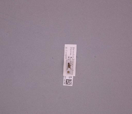 Trupanea Schrank, 1795 - 013739790_235087_16757