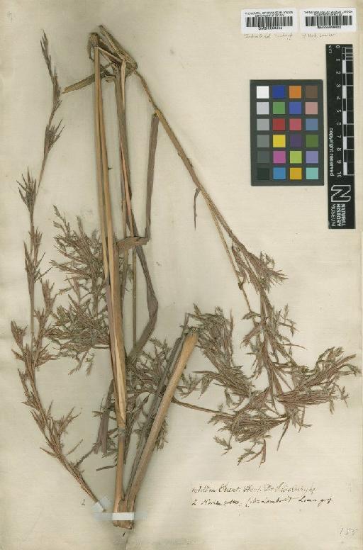 Cymbopogon nardus (L.) Rendle - BM000959803